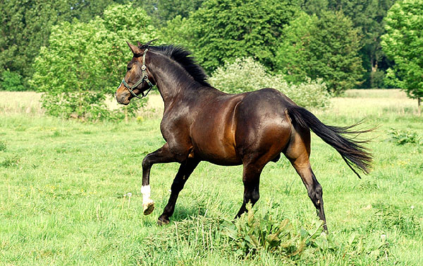 Zweijhrige Hengste - Trakehner Gestt Hmelschenburg - Foto: Beate Langels