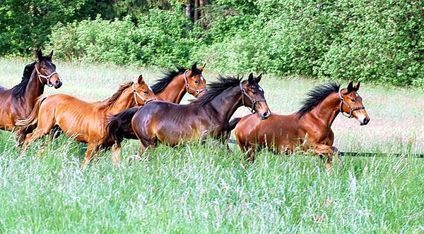 Jhrlingshengste - Trakehner Gestt Hmelschenburg - Foto: Beate Langels