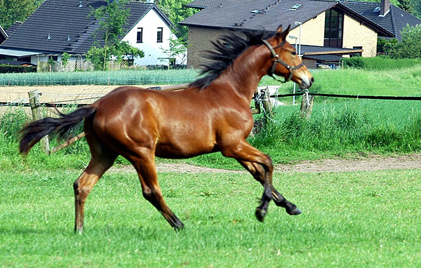 Jhrlingshengst v. Showmaster u.d. Zaubermelodie v. Tuareg - Trakehner Gestt Hmelschenburg - Foto: Beate Langels