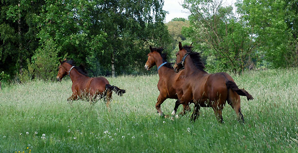 Zweijhrige Hengste - Trakehner Gestt Hmelschenburg - Foto: Beate Langels