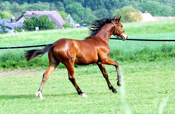 Jhrlingshengst v. Showmaster u.d. Zaubermelodie v. Tuareg - Trakehner Gestt Hmelschenburg - Foto: Beate Langels