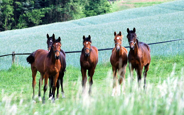 Jhrlingshengste - Trakehner Gestt Hmelschenburg 
 - Trakehner Gestt Hmelschenburg - Foto: Beate Langels