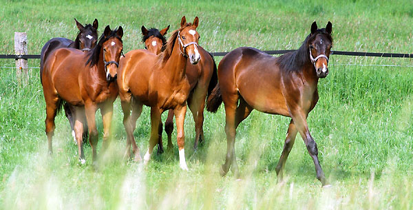 Jhrlingshengste - Trakehner Gestt Hmelschenburg - Foto: Beate Langels