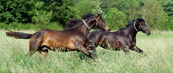 Zweijhrige Hengste - Trakehner Gestt Hmelschenburg - Foto: Beate Langels