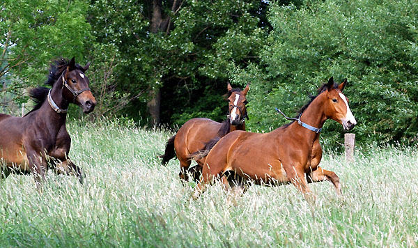 Zweijhrige Hengste - Trakehner Gestt Hmelschenburg - Foto: Beate Langels