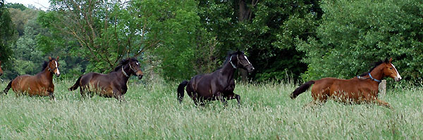 Zweijhrige Hengste - Trakehner Gestt Hmelschenburg - Foto: Beate Langels