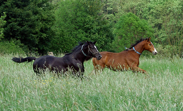 Zweijhrige Hengste - Trakehner Gestt Hmelschenburg - Foto: Beate Langels