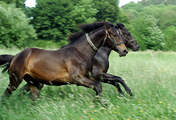 Zweijhrige Hengste - Trakehner Gestt Hmelschenburg - Foto: Beate Langels