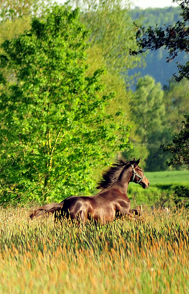 Die Jhrlingsstuten am 17. Mai 2017 - Trakehner Gestt Hmelschenburg - Foto: Beate Langels