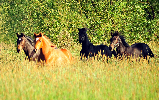Die Jhrlingsstuten am 17. Mai 2017 - Trakehner Gestt Hmelschenburg - Foto: Beate Langels