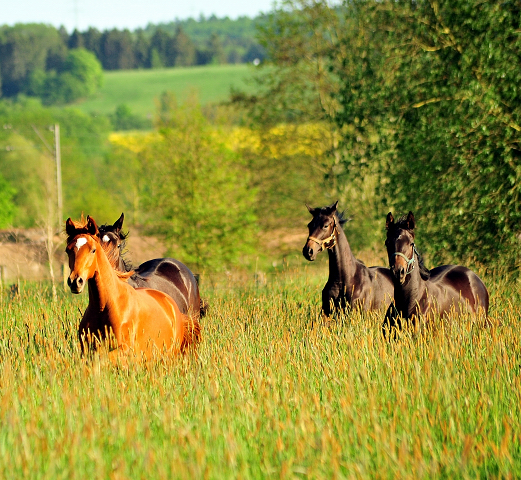 Die Jhrlingsstuten am 17. Mai 2017 - Trakehner Gestt Hmelschenburg - Foto: Beate Langels