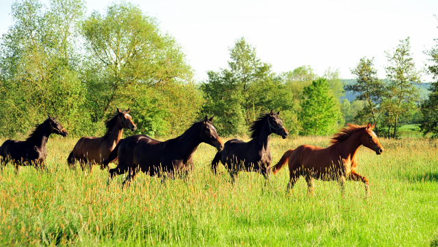 Die Jhrlingsstuten am 17. Mai 2017 - Trakehner Gestt Hmelschenburg - Foto: Beate Langels