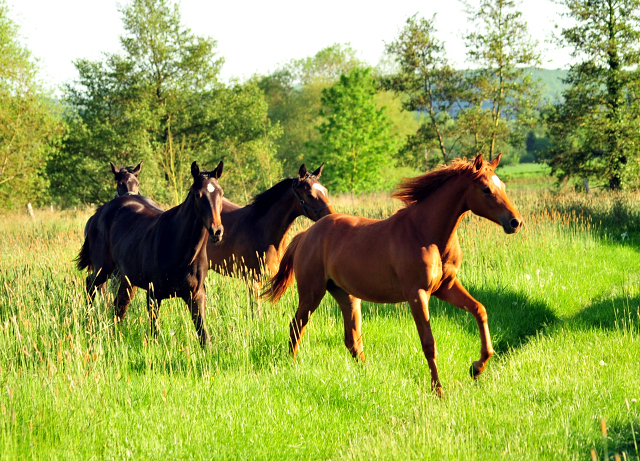 Die Jhrlingsstuten am 17. Mai 2017 - Trakehner Gestt Hmelschenburg - Foto: Beate Langels