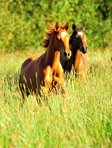 Die Jhrlingsstuten am 17. Mai 2017 - Trakehner Gestt Hmelschenburg - Foto: Beate Langels