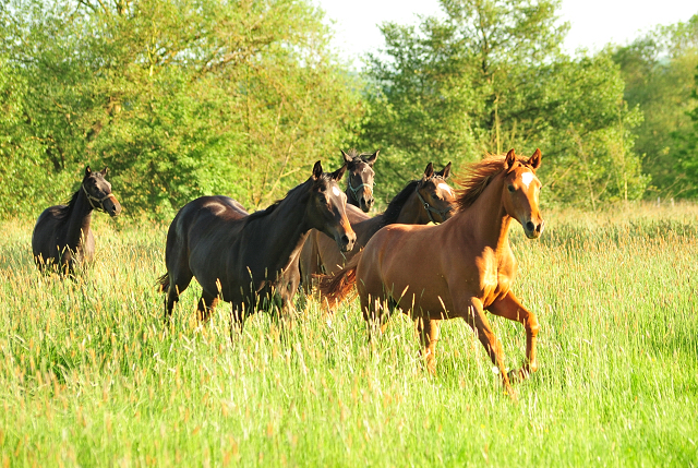 Die Jhrlingsstuten am 17. Mai 2017 - Trakehner Gestt Hmelschenburg - Foto: Beate Langels