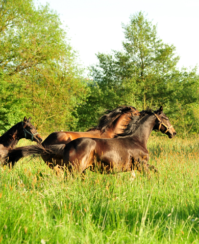 Die Jhrlingsstuten am 17. Mai 2017 - Trakehner Gestt Hmelschenburg - Foto: Beate Langels