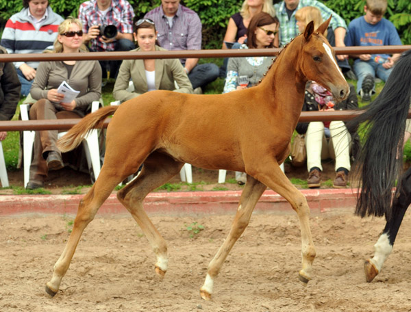  Oldenburger Stutfohlen von Symont u.d. Beloved v. Kostolany - Foto: Beate Langels - Trakehner Gestt Hmelschenburg