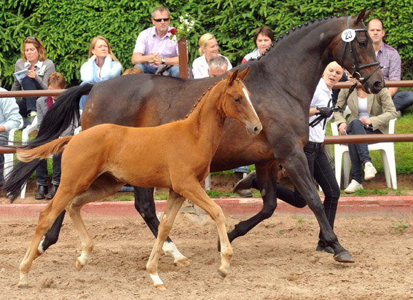  Oldenburger Stutfohlen von Symont u.d. Beloved v. Kostolany - Foto: Beate Langels - Trakehner Gestt Hmelschenburg