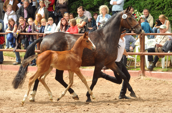 Trakehner Hengstfohlen von Symont u.d. Amarelia v. Lauries Crusador xx - 17. Juni 2012 - Foto: Beate Langels - Trakehner Gestt Hmelschenburg