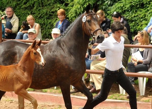 Trakehner Hengstfohlen von Symont u.d. Amarelia v. Lauries Crusador xx - 17. Juni 2012 - Foto: Beate Langels - Trakehner Gestt Hmelschenburg