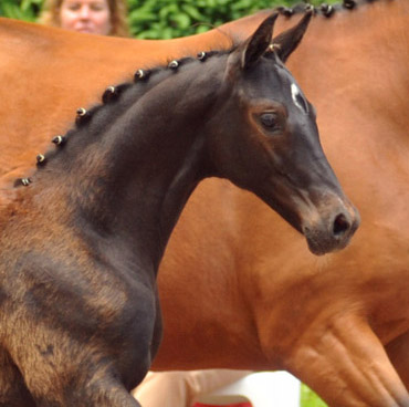 31.03.2012: Trakehner Colt by Saint Cyr out of Rubina by Tycoon - Foto: Beate Langels - Trakehner Gestt Hmelschenburg