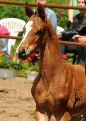 Trakehner Hengstfohlen von Symont u.d. Amarelia v. Lauries Crusador xx - 17. Juni 2012 - Foto: Beate Langels - Trakehner Gestt Hmelschenburg