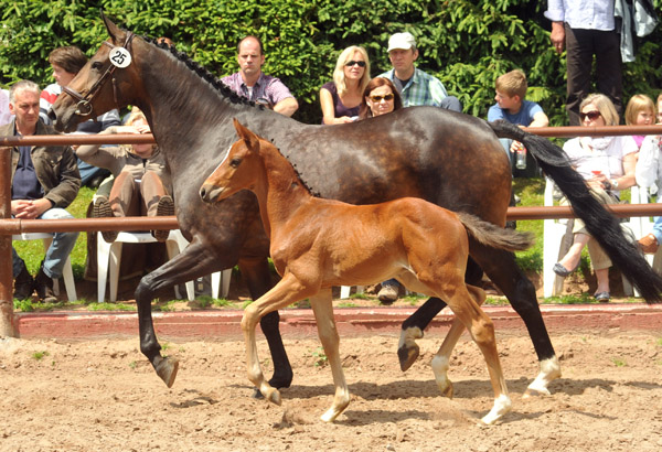 Trakehner Hengstfohlen von Symont u.d. Amarelia v. Lauries Crusador xx - 17. Juni 2012 - Foto: Beate Langels - Trakehner Gestt Hmelschenburg