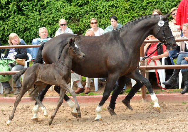 Stutfohlen von Symont u.d. Greta Garbo v. Alter Fritz, Foto: Beate Langels, Trakehner Gestt Hmelschenburg