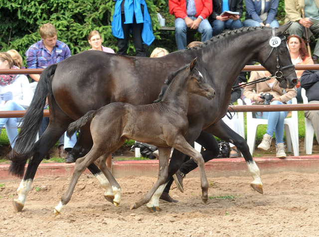 Stutfohlen von Symont u.d. Greta Garbo v. Alter Fritz, Foto: Beate Langels, Trakehner Gestt Hmelschenburg