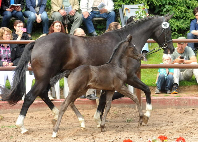 Stutfohlen von Symont u.d. Greta Garbo v. Alter Fritz, Foto: Beate Langels, Trakehner Gestt Hmelschenburg