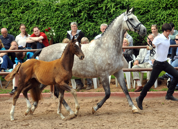 Trakehner Stutfohlen von All Inclusive u.d. Pr.St. Pauline v. Freudenfest - 17. Juni 2012 - Foto: Beate Langels - Trakehner Gestt Hmelschenburg