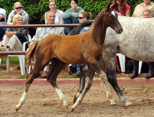 Trakehner Stutfohlen von All Inclusive u.d. Pr.St. Pauline v. Freudenfest - 17. Juni 2012 - Foto: Beate Langels - Trakehner Gestt Hmelschenburg