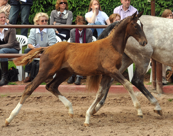 Trakehner Stutfohlen von All Inclusive u.d. Pr.St. Pauline v. Freudenfest - 17. Juni 2012 - Foto: Beate Langels - Trakehner Gestt Hmelschenburg