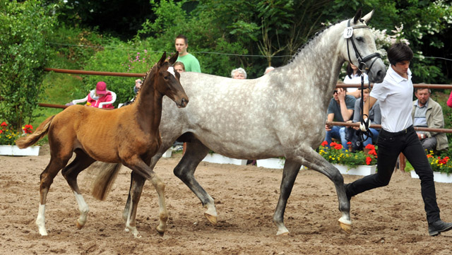 Trakehner Stutfohlen von All Inclusive u.d. Pr.St. Pauline v. Freudenfest - 17. Juni 2012 - Foto: Beate Langels - Trakehner Gestt Hmelschenburg