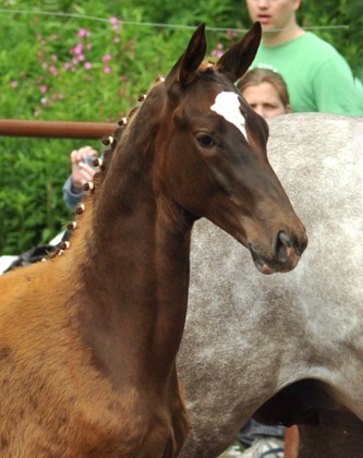 Trakehner Stutfohlen von All Inclusive u.d. Pr.St. Pauline v. Freudenfest - 17. Juni 2012 - Foto: Beate Langels - Trakehner Gestt Hmelschenburg