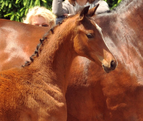 Trakehner Hengstfohlen von Herzensdieb u.d. Kokette v. Maizauber - 17. Juni 2012 - Foto: Beate Langels - Trakehner Gestt Hmelschenburg