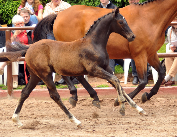 31.03.2012: Trakehner Rapphengst von Saint Cyr u.d. Rubina v. Tycoon - Foto: Beate Langels - Trakehner Gestt Hmelschenburg