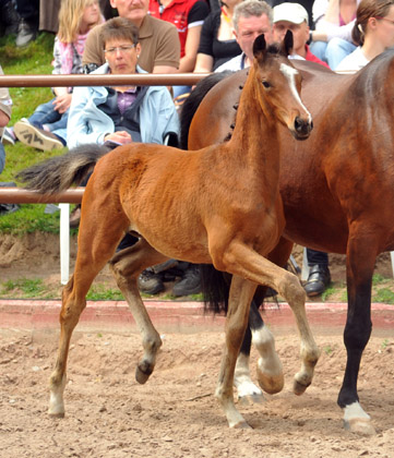 Trakehner Hengstfohlen von Herzensdieb u.d. Kokette v. Maizauber - 17. Juni 2012 - Foto: Beate Langels - Trakehner Gestt Hmelschenburg