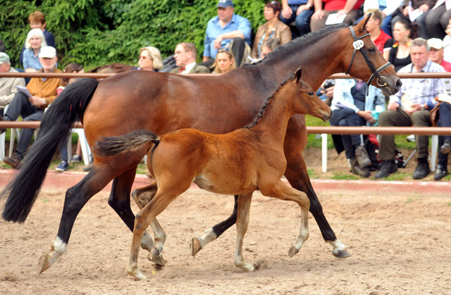 Trakehner Hengstfohlen von Herzensdieb u.d. Kokette v. Maizauber - 17. Juni 2012 - Foto: Beate Langels - Trakehner Gestt Hmelschenburg