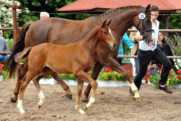 Karmina - Stutfohlen von Singolo u.d. Pr. u. StPrSt. Klassic v. Freudenfest u.d. Elitestute Kassuben v. Enrico Caruso - Trakehner Gestt Hmelschenburg - Beate Langels