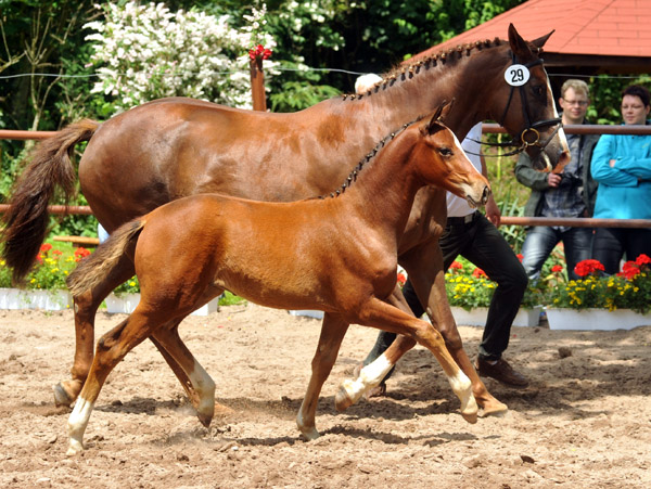 Karmina - Stutfohlen von Singolo u.d. Pr. u. StPrSt. Klassic v. Freudenfest u.d. Elitestute Kassuben v. Enrico Caruso - Trakehner Gestt Hmelschenburg - Beate Langels