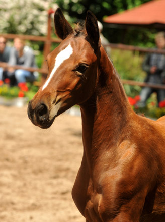 Karmina - Stutfohlen von Singolo u.d. Pr. u. StPrSt. Klassic v. Freudenfest u.d. Elitestute Kassuben v. Enrico Caruso - Trakehner Gestt Hmelschenburg - Beate Langels