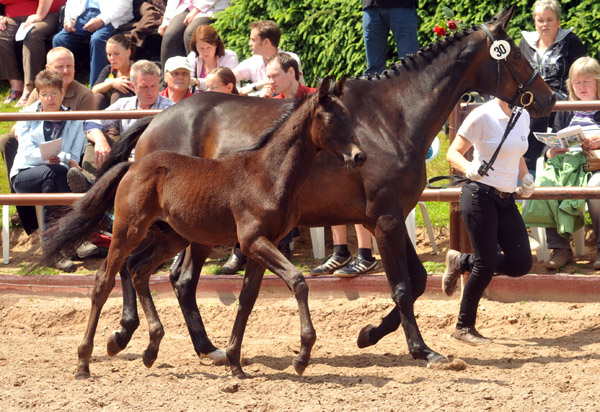 Trakehner Hengstfohlen von Silvermoon u.d. Schokolade v. Easy Game - 17. Juni 2012 - Foto: Beate Langels - Trakehner Gestt Hmelschenburg