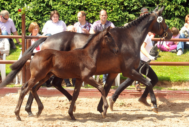 Trakehner Hengstfohlen von Silvermoon u.d. Schokolade v. Easy Game - 17. Juni 2012 - Foto: Beate Langels - Trakehner Gestt Hmelschenburg