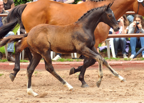 31.03.2012: Trakehner Rapphengst von Saint Cyr u.d. Rubina v. Tycoon - Foto: Beate Langels - Trakehner Gestt Hmelschenburg