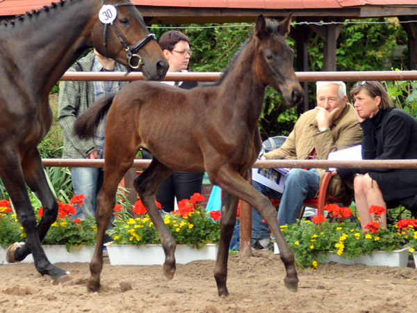 Trakehner Hengstfohlen von Silvermoon u.d. Schokolade v. Easy Game - 17. Juni 2012 - Foto: Beate Langels - Trakehner Gestt Hmelschenburg