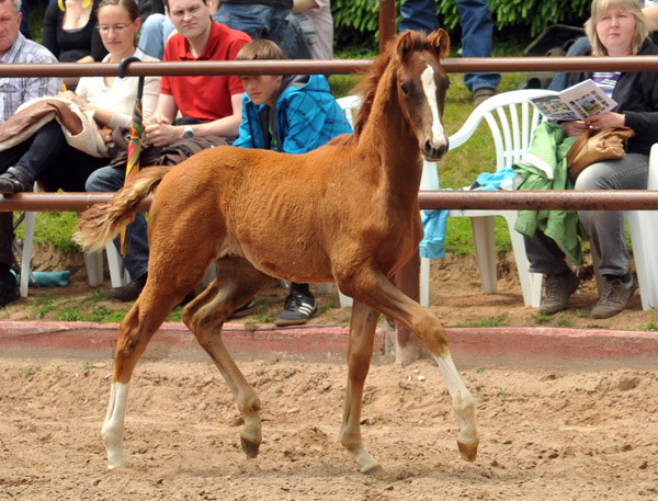 Trakehner Hengstfohlen von All Inclusive u.d. Pr.St. Persiflaya v. Freudenfest - 17. Juni 2012 - Foto: Beate Langels - Trakehner Gestt Hmelschenburg
