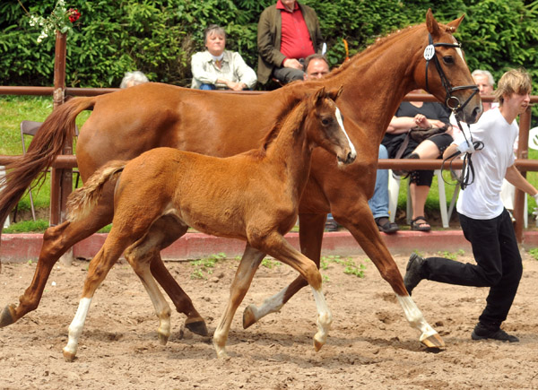 Trakehner Hengstfohlen von All Inclusive u.d. Pr.St. Persiflaya v. Freudenfest - 17. Juni 2012 - Foto: Beate Langels - Trakehner Gestt Hmelschenburg