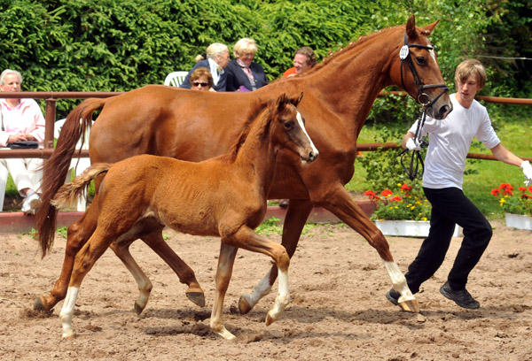 Trakehner Hengstfohlen von All Inclusive u.d. Pr.St. Persiflaya v. Freudenfest - 17. Juni 2012 - Foto: Beate Langels - Trakehner Gestt Hmelschenburg