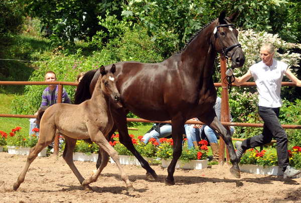 Trakehner Hengstfohlen von Herzensdieb u.d. Kokette v. Maizauber - 17. Juni 2012 - Foto: Beate Langels - Trakehner Gestt Hmelschenburg